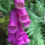 Lejlighed Le Petit Kichon Gérardmer