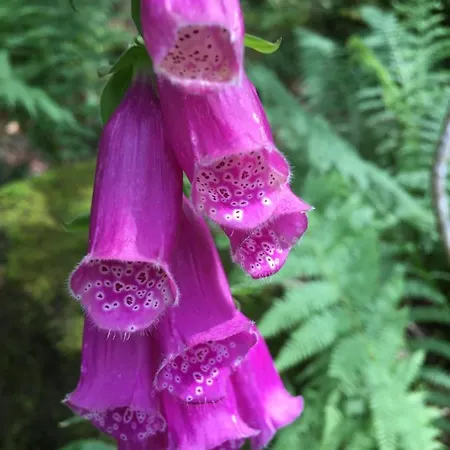 Apartman Le Petit Kichon Gérardmer