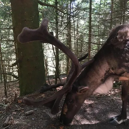 Le Petit Kichon Gerardmer