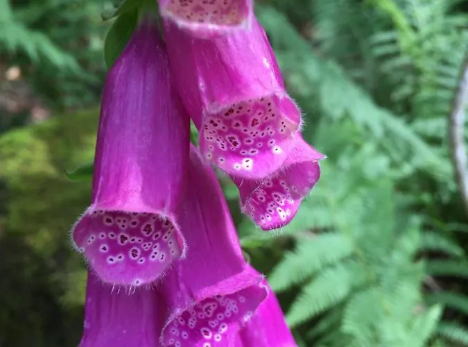 Apartmán Le Petit Kichon Gérardmer