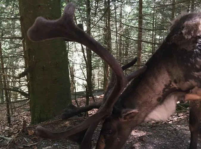 Le Petit Kichon Gérardmer