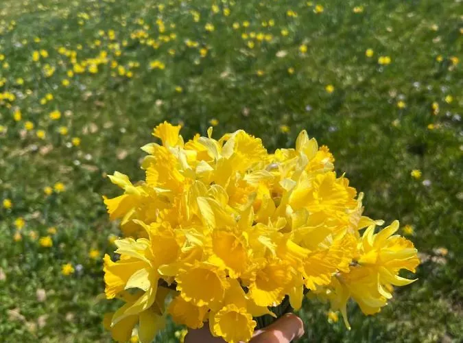 Le Petit Kichon Gérardmer
